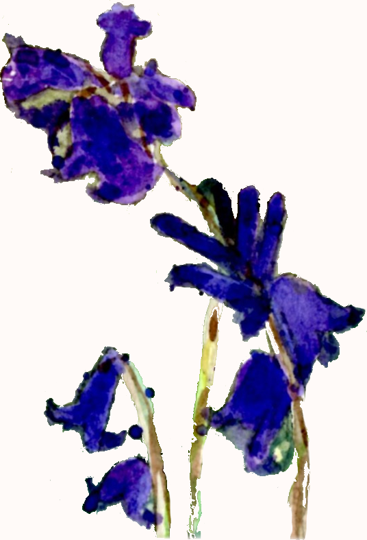 Decorative image of bluebells